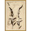Herbarium 7 Giclee Print