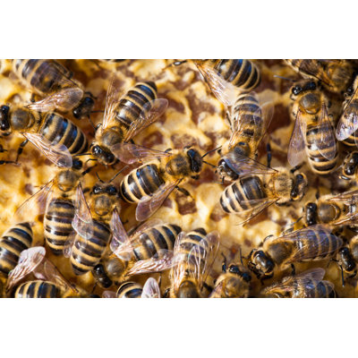 Cleophis Macro Shot Of Bees - Wrapped Canvas Print