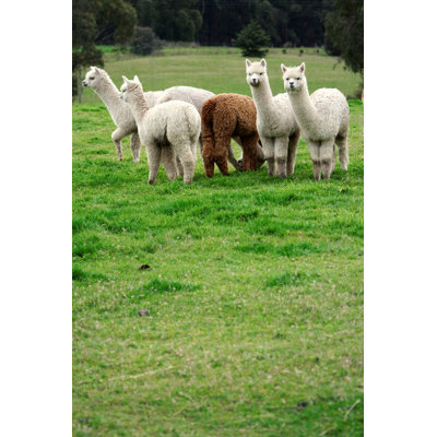 Alpacas in Field - Photographie sur toile tendue