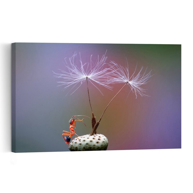 Tiny Ant Dandelion Seeds Colorful Delicate Peaceful Ant Dandelion Nature Wall Art Print by Summer2016 - Print