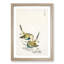 Japanese Great Tit Birds by Numata Kashu - Picture Frame Painting Print-55770312-55770316