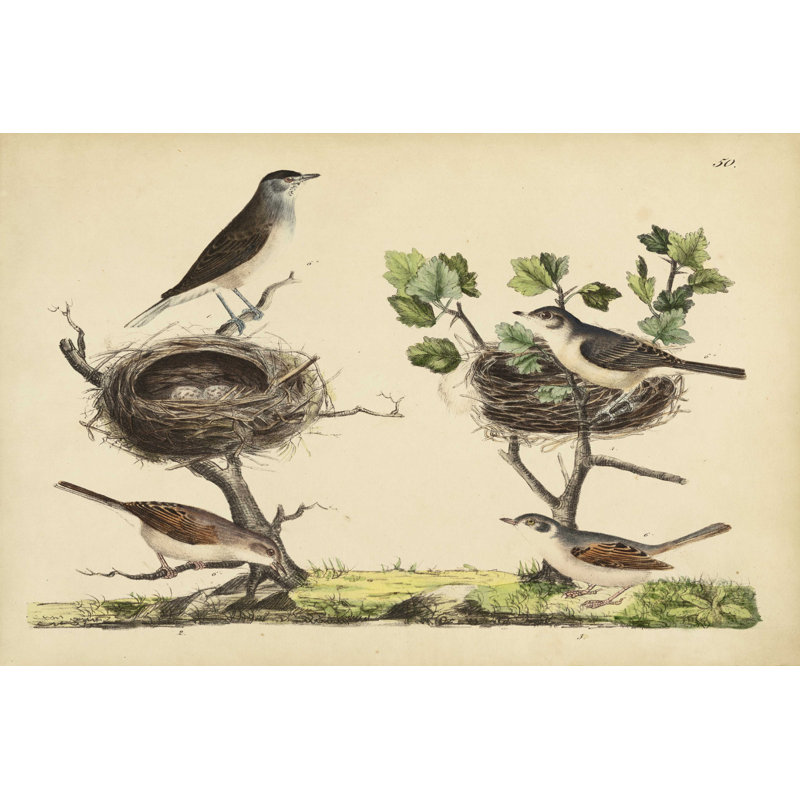 Wrens, Warblers & Nids I, H 8 po x l 12 po x P 1,25 po