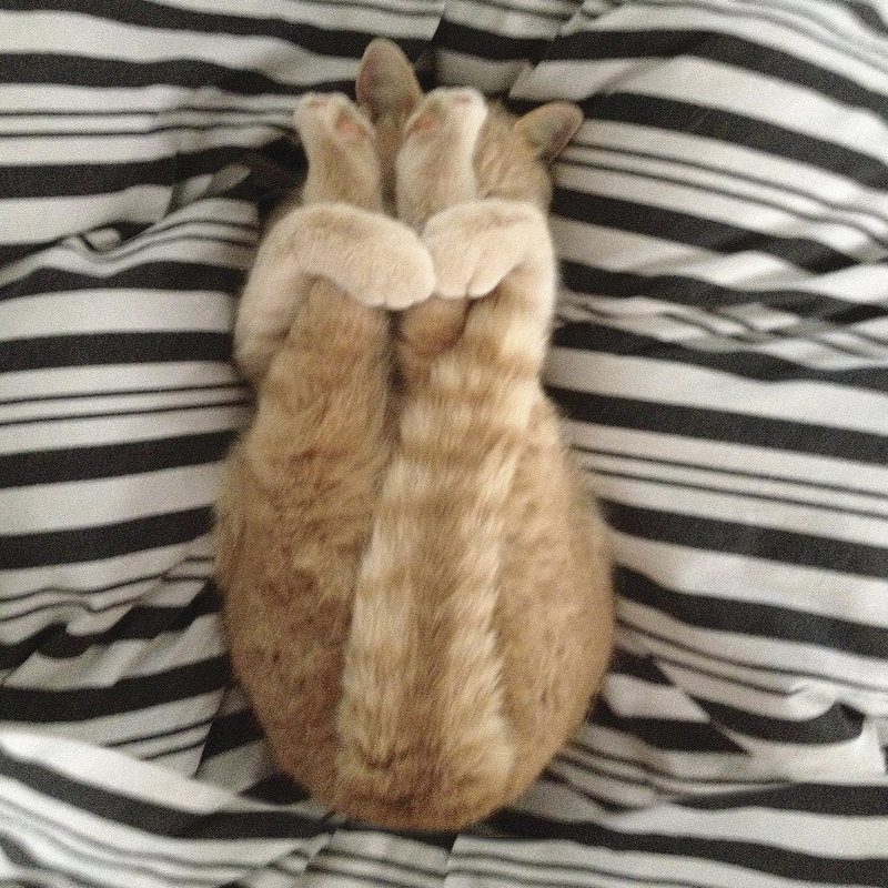 Chat Yoga, H 20 po x l 20 po
