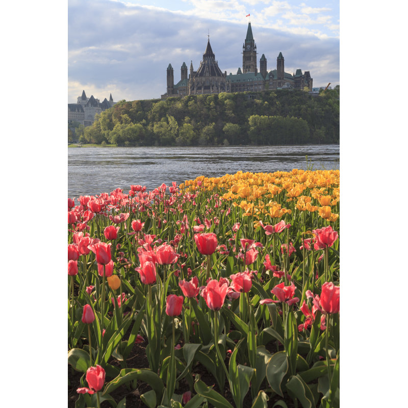 Ottawa Tulip Festival - Wrapped Canvas Print, 30cm H x 20cm W