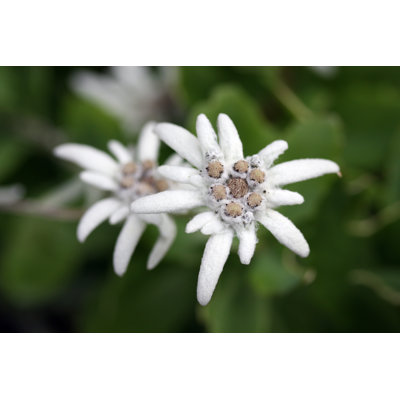 Edelweiss by Tokle