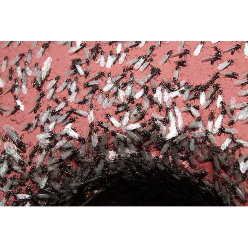 «Fralish Ant» par Kazakovmaksim, H 32 po x l 48 po