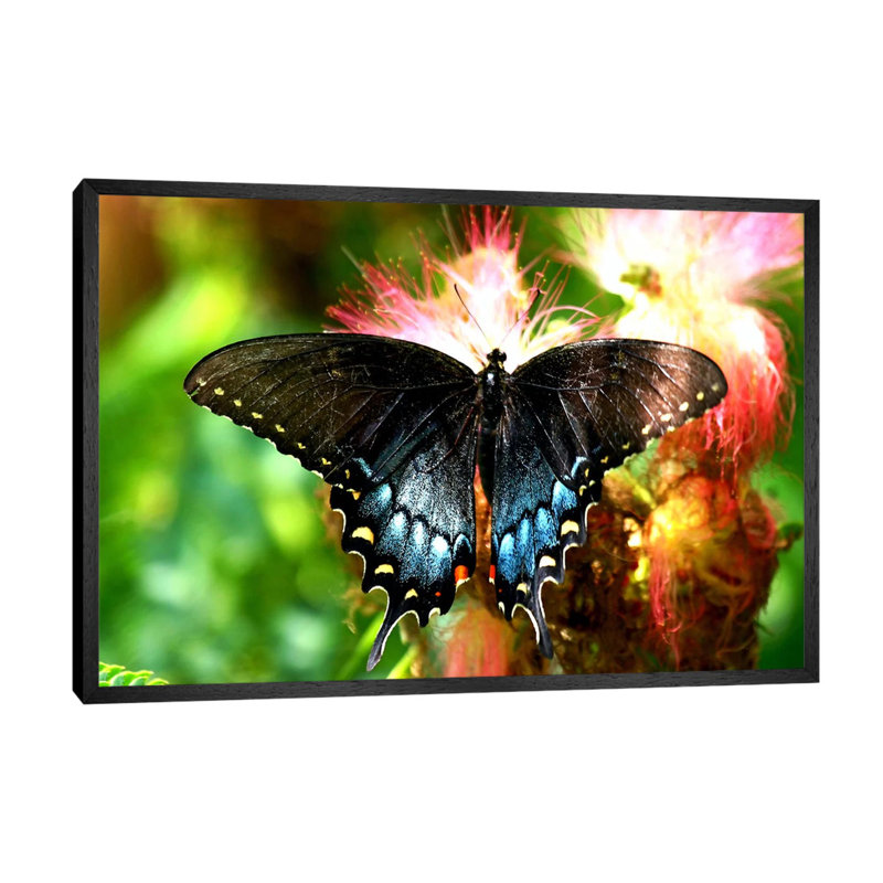 Swallowtail Butterfly - Floater Frame Print on Canvas, Black Framed, 66.04 cm H x 45.72 cm W