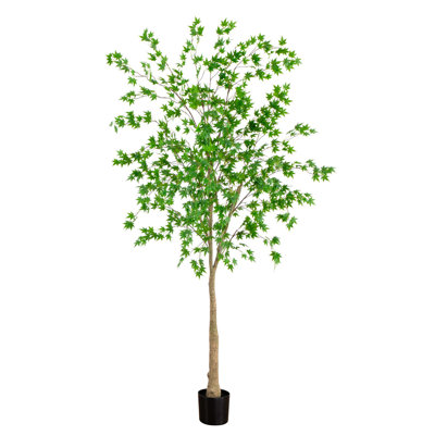 96 plantes