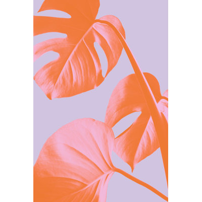 Monstera 03