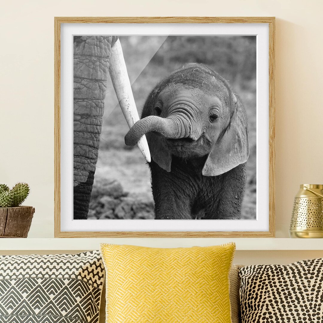 Gerahmtes Poster Baby-Elefant