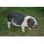 Figurine cochon