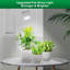 Naomi Grow Light