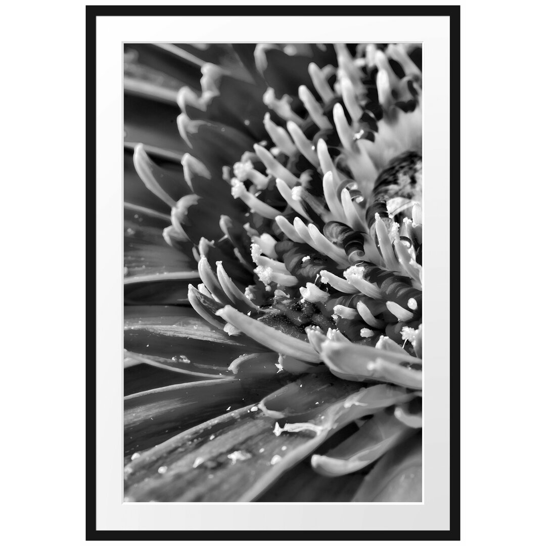 Gerahmtes Poster Gerbera mit Wassertropfen