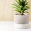 8 po Jardinière Sakura-137721272-137721274