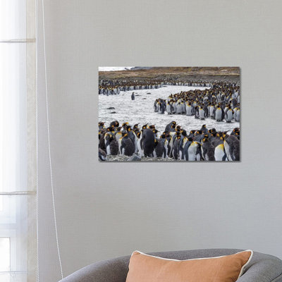 King Penguin Rookery In St. Andrews Bay. Adults Molting. South Georgia Island by Martin Zwick - Wrapped Canvas Print