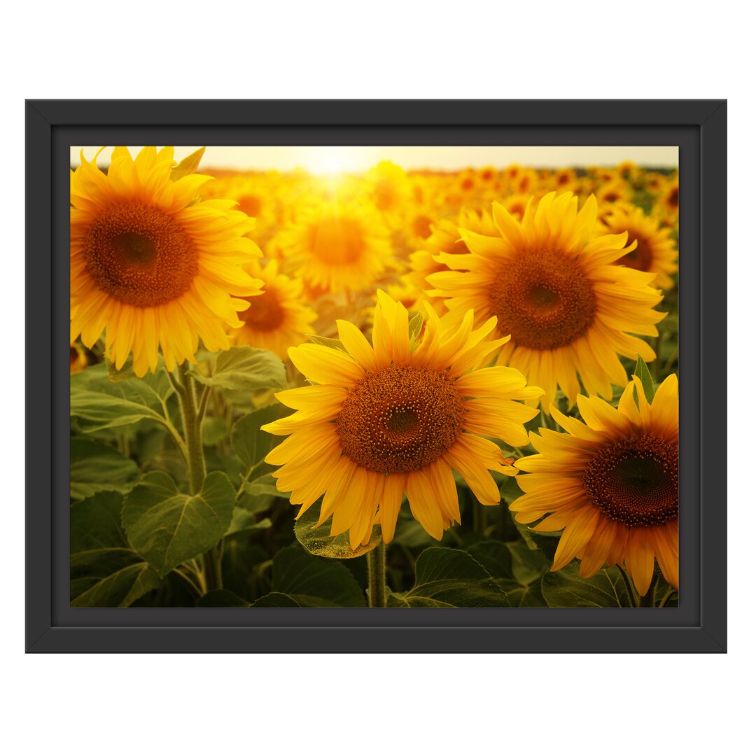 Gerahmtes Wandbild Sonnenblumen auf dem Feld