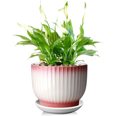 Pot à fleurs 8 "en céramique avec drain et soucoupe