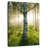 Harnek Sunlit Birch Tree-108237322