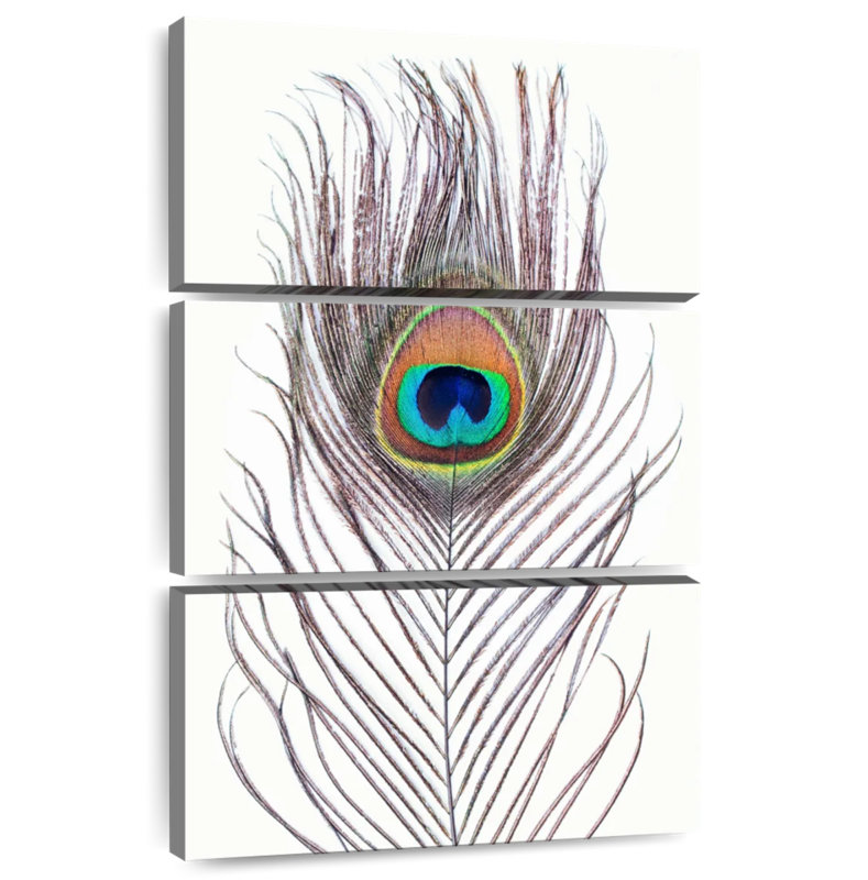 Plume de paon Kerner, H 74 po x l 48 po