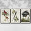 Pl 121 Harfang des neiges 3 pièces-97711760-97711764