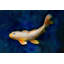 Butterfly Koi - Picture Frame Photograph on Paper -87885696-87885701