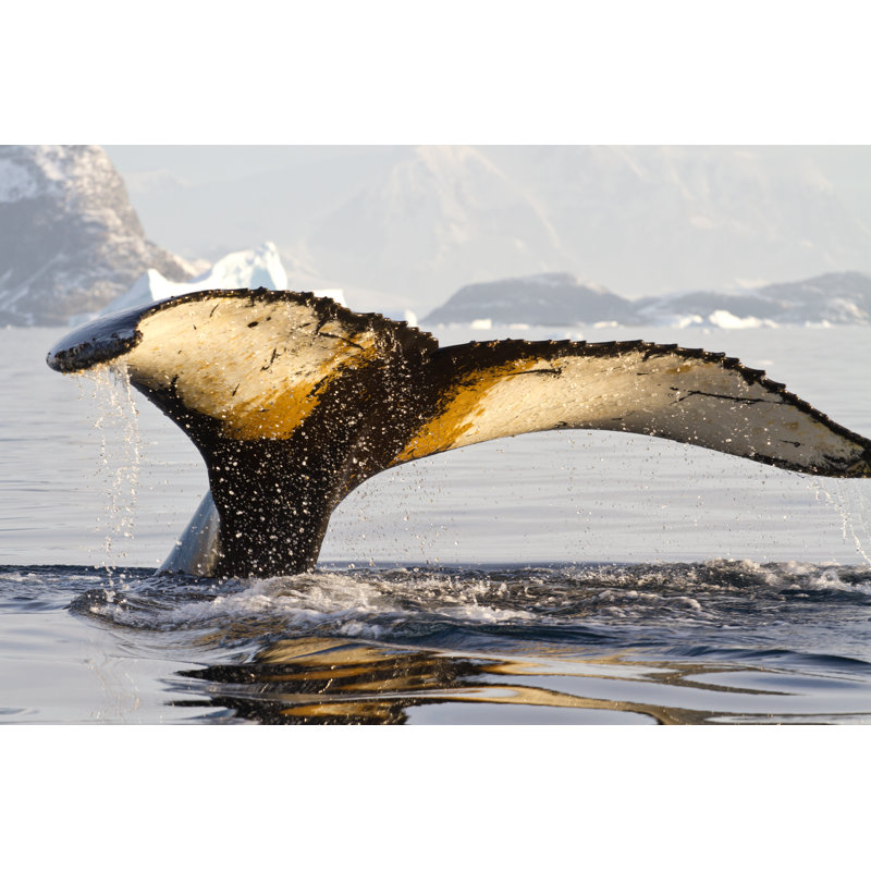 Humpback Whale Tail - Wrapped Canvas Print, 61cm H x 91cm W x 3.8cm D