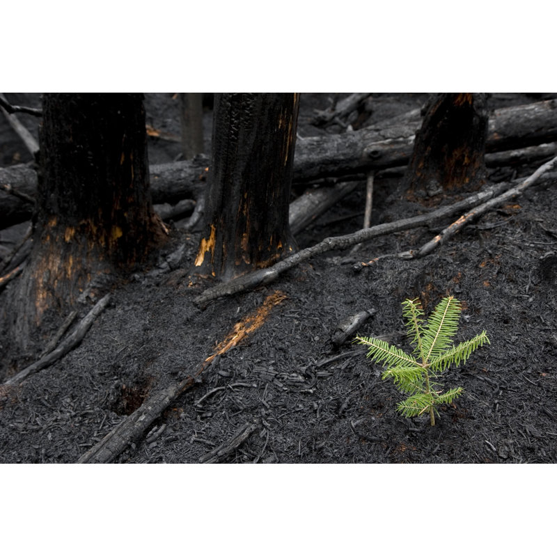 Tree Grows After Forest Fire by Jamievanbuskirk - No Frame Art Prints on Canvas, 30cm H x 46cm W