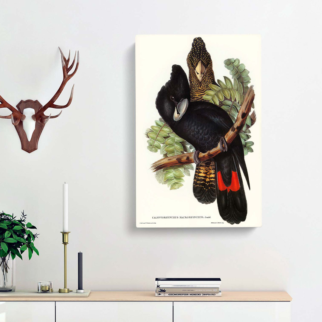 Great-Billed Black Cockatoos by Elizabeth Gould - Wrapped Canvas