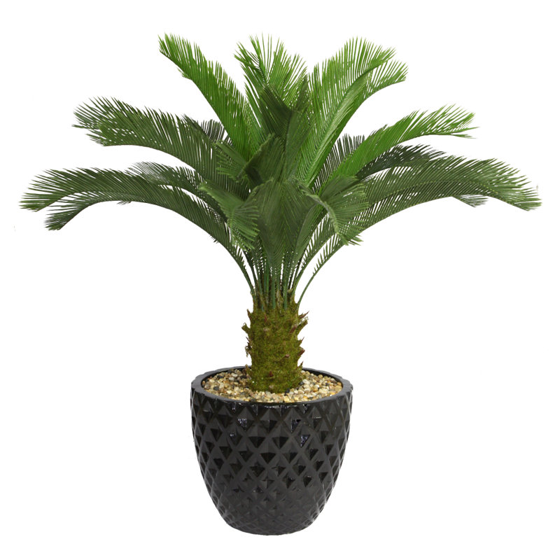 Palmier Cycas Panama, Noir