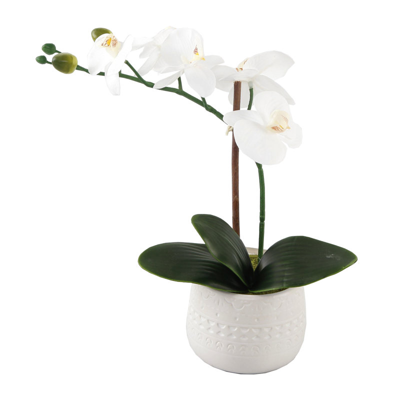 Centre de table orchidées en pot