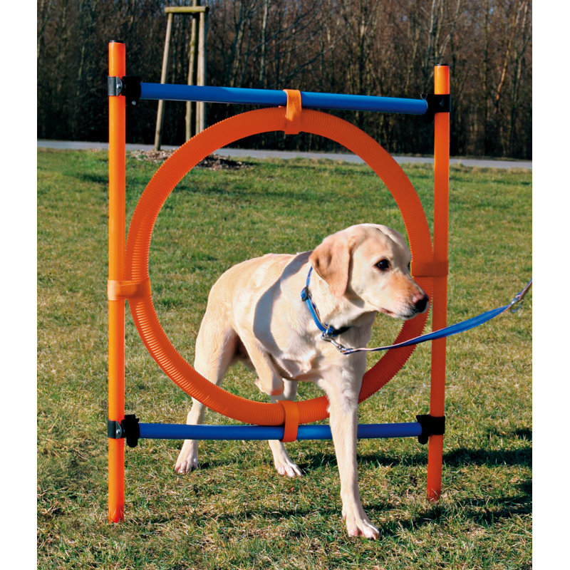 Adjustable Blue and Orange Dog Agility Training Ring