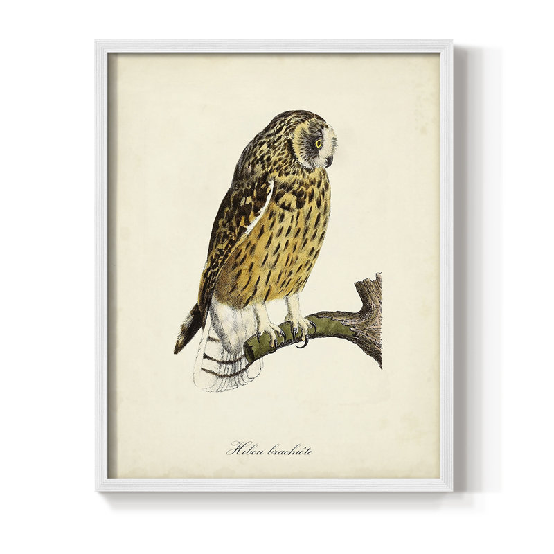 French Owls II, reproduction encadrée - bois massif, Blanc, H 20 po x l 16 po
