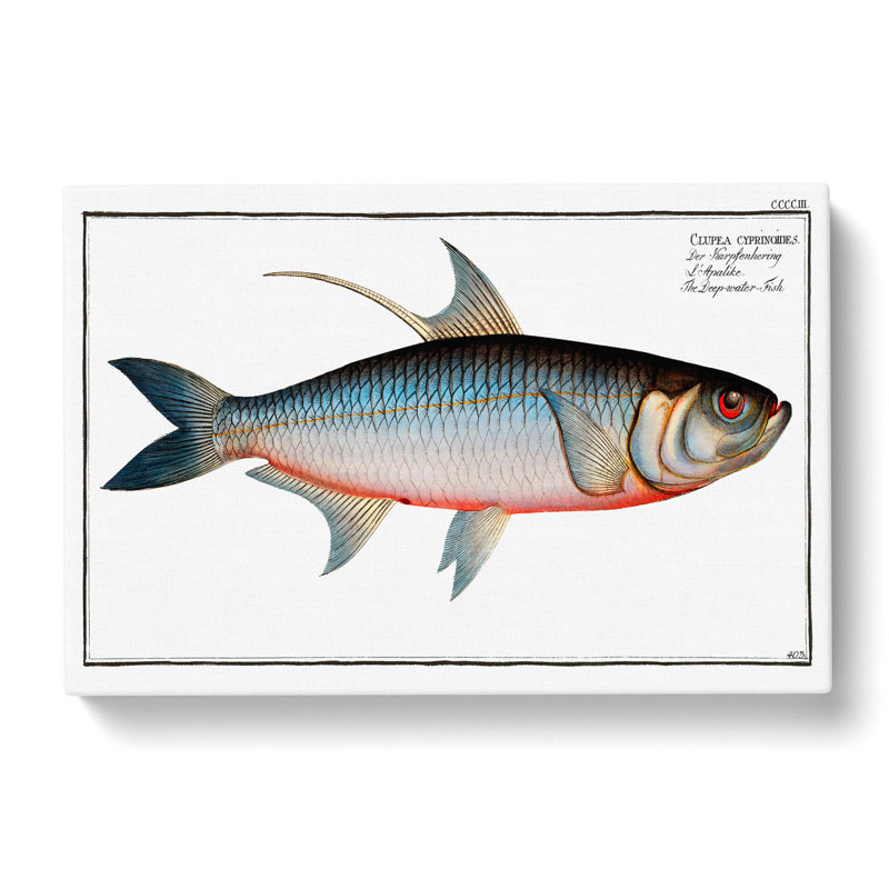 Deep-Water Fish by Louis Renard - Wrapped Canvas Painting, 50cm H x 76cm W x 3cm D