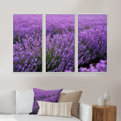 " Blooming Purple Lavender Field " 3 - Pieces