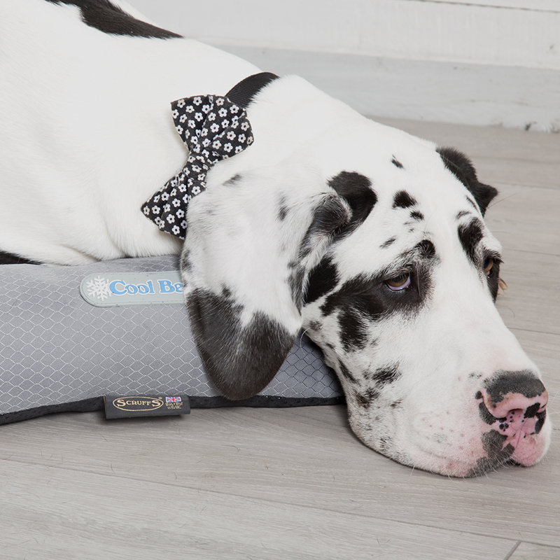 Polyester Pet Bed, 7cm H x 100cm W x 75cm D