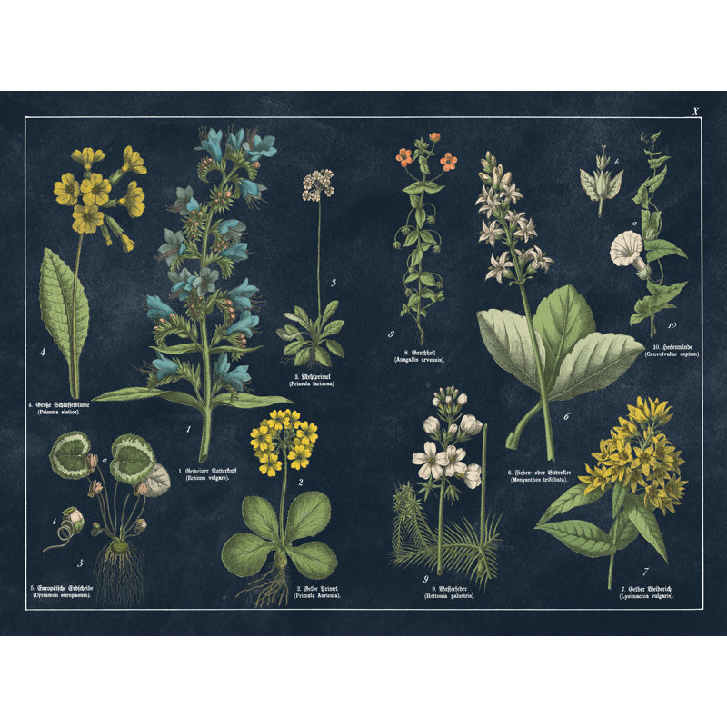 «Botanical Floral Map I Dark Blue» par Wild Apple Portfolio - impression sur toile tendue, H 36 po x l 48 po