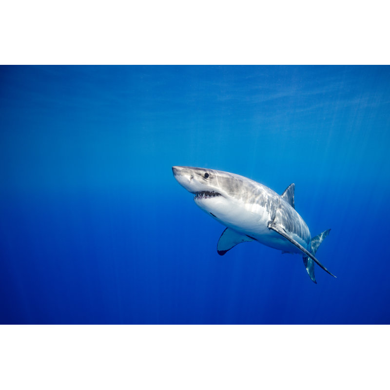 Great White Shark - Wrapped Canvas Print, 30cm H x 46cm W x 3.8cm D