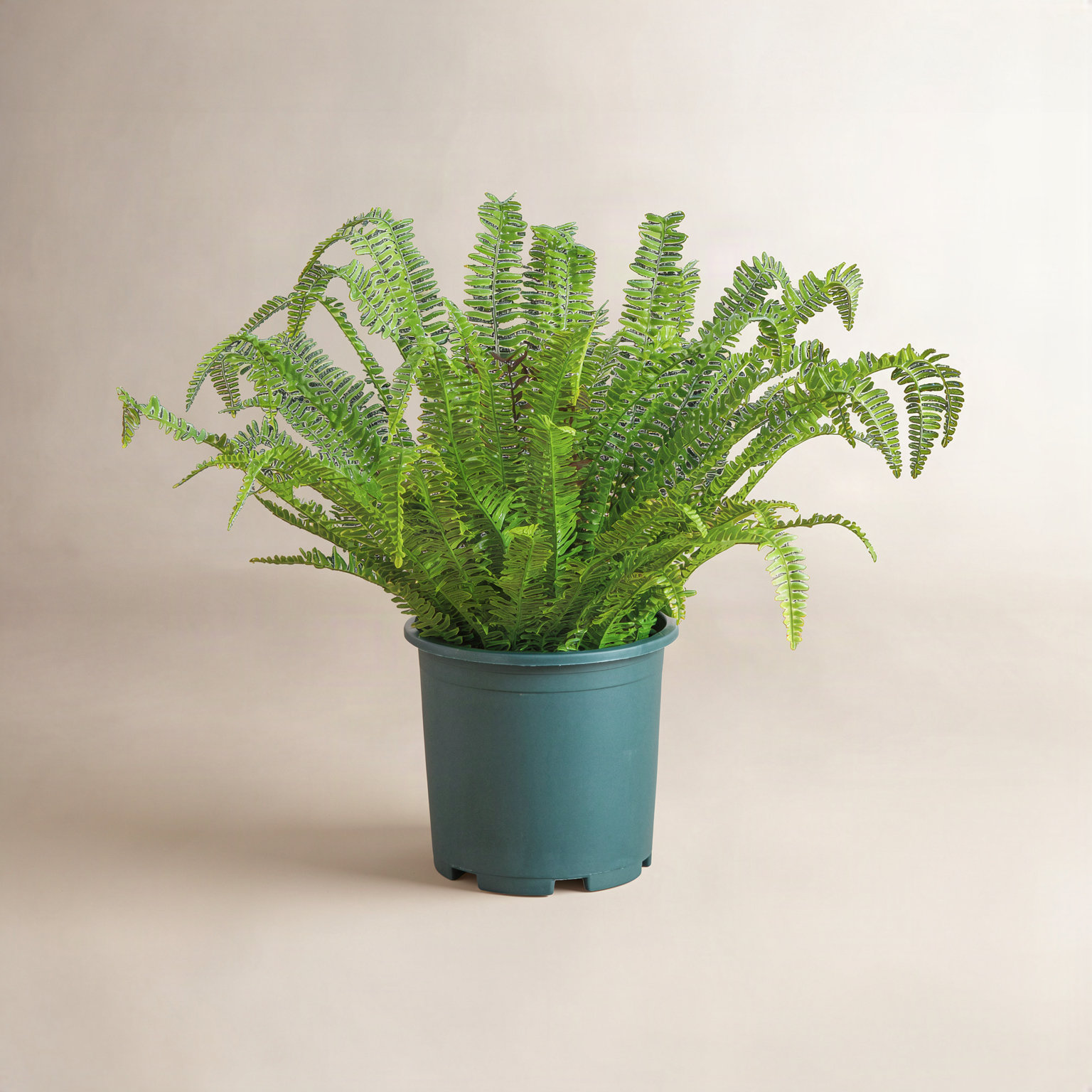Boston Fern Plant in Nursery Pot, 27" H x 30" W x 30" D
