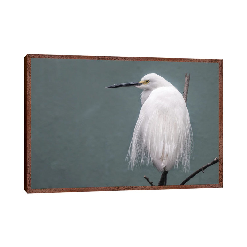 Egret by David Gardiner - Gallery-Wrapped Canvas Giclée on Canvas, Brown Framed, 66.04 cm H x 45.72 cm W