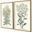 Botanical Plants I S/2 Set by Giclee Studio