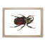 Typhon Beetle by George Shaw - Picture Frame Painting Print-55641746-55641750
