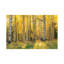 Aspen Trees In A Forest, Coconino National Forest, Arizona, Usa by Panoramic Images - Wrapped Canvas Print-562684608