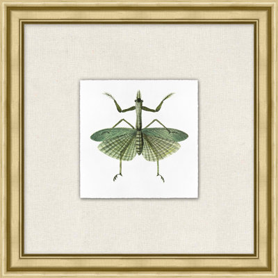 Flying Specimen 7 Print by Lillian August