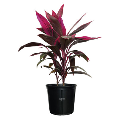 Nature's Way Farms 1.72 Gallon Hawaiian Ti Red Sister Live Plant in Growers Pot