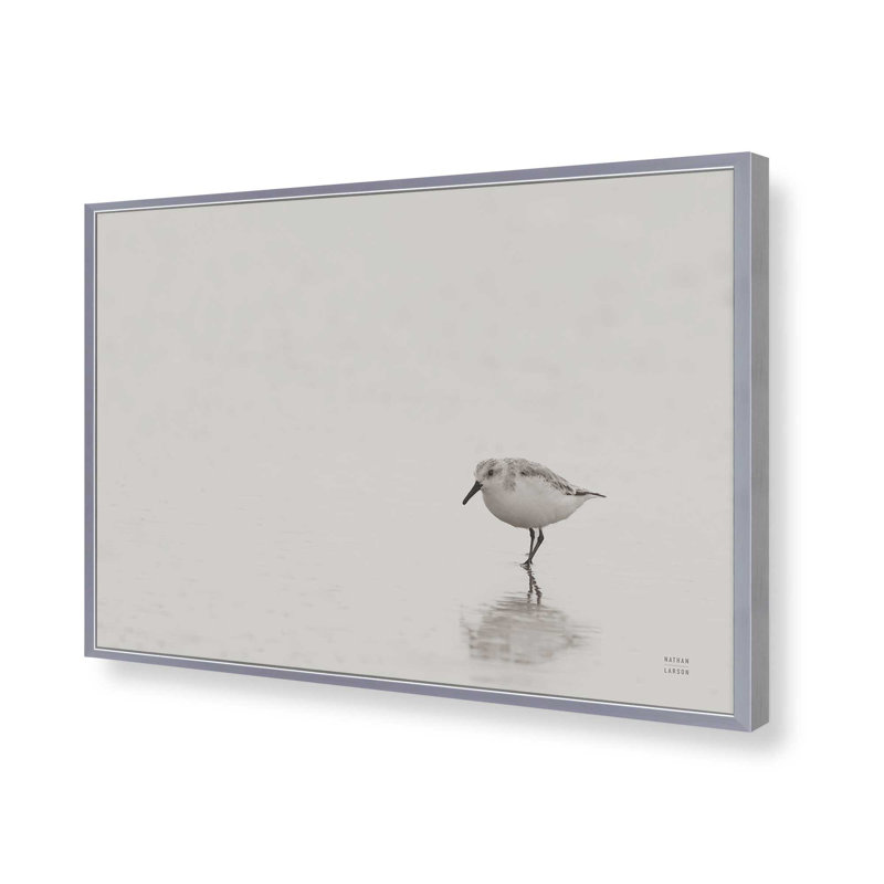 «Tybee Island Sanderling» par Nathan Larson, reproduction d'art, Argent, H 24 po x l 36 po