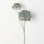 30.75" Eucalyptus Seed-2030893846