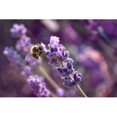 Lavender Blossom with Honey Bee 1 Piece Wrapped Canvas Wall Art