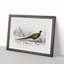 Pheasant Illustration by Charles D' Orbigny - Picture Frame Painting Print on MDF-55583018-55583017