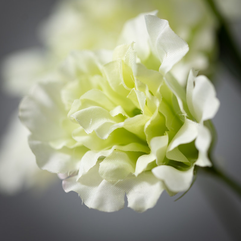35 po Lisianthus, Vert