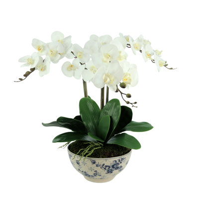 Phalaenopsis Orchid Arrangement In Blue And White Pot